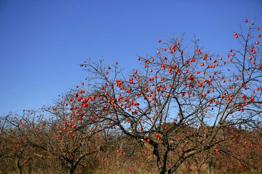 Persimon tree field with vivid fruis and blue sky