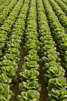 Cabbage fields in Spain, rows of vegetable food