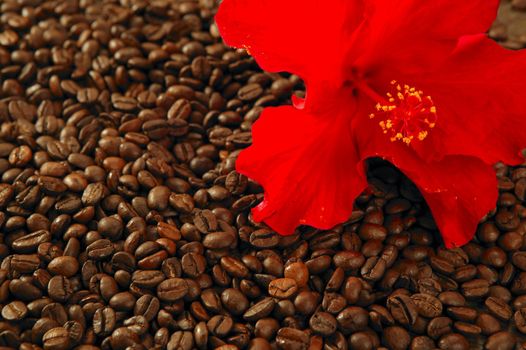 Red hibiscus flower on toasted coffe beans texture background