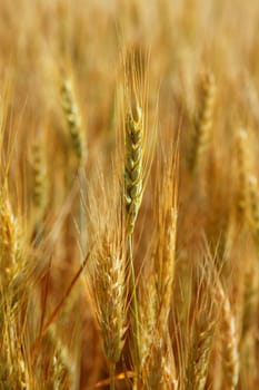 Beautiful golden wheat cereal yellow field