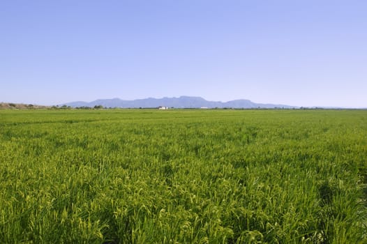 Rice cereal green fields in Spain on sunny day