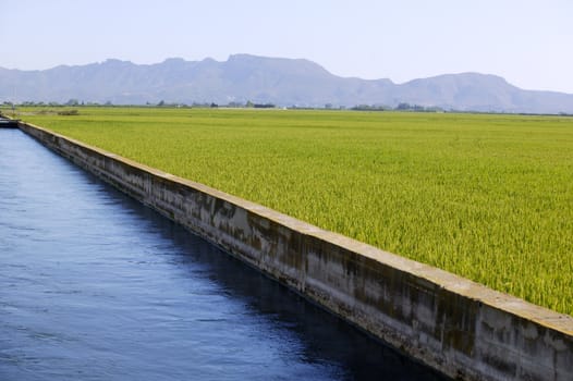 Rice cereal green fields in Spain and blue irrigation canal