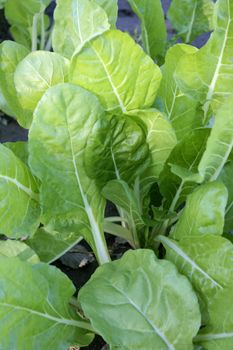 Chard vegetables field, green vivid countryside in Spain