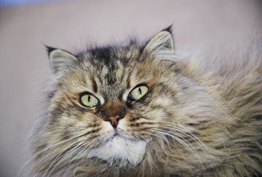 ITALY, Rome, domestic cat