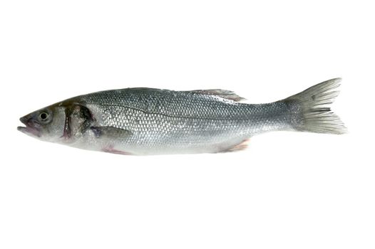 Sea bass, seabass fish isolated on white macro detail
