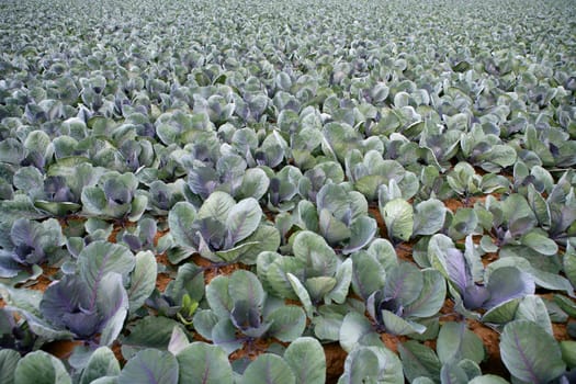 Cabbage fields in Spain, rows of vegetable food