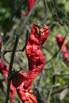 Red pepper in plant, process to be dried outdoors, Mediterranean