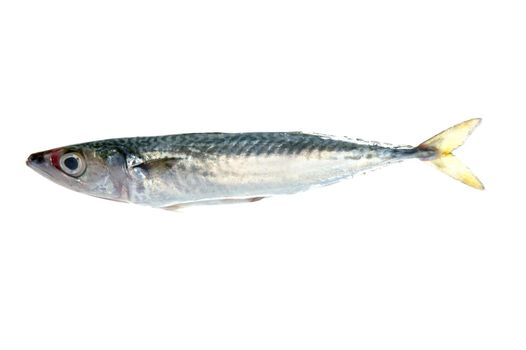 Mackerel fish isolated on white macro detail