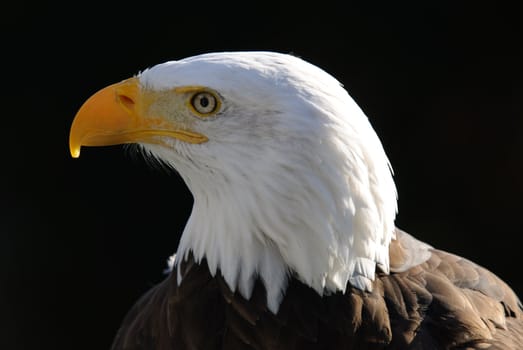 Close-up portrait of an American Bald Eagle on a sunny day