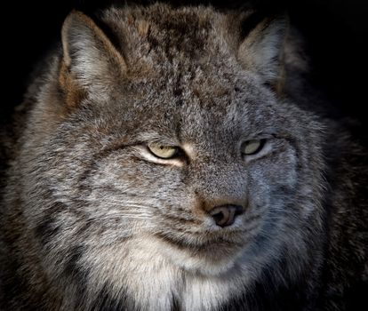 Close-up portrait of a Canada Lynx also known as a Bobcat