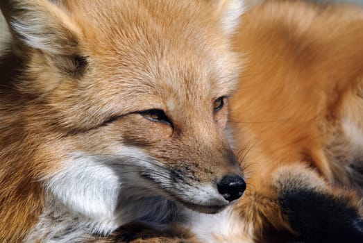 Close-up portrait of a beautiful wild Red Fox