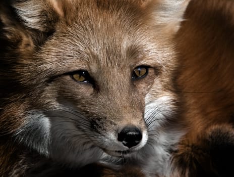 Close-up portrait of a beautiful wild Red Fox