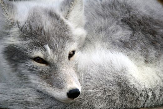 Close-up portrait of an Arctic Fox while he is sleeping