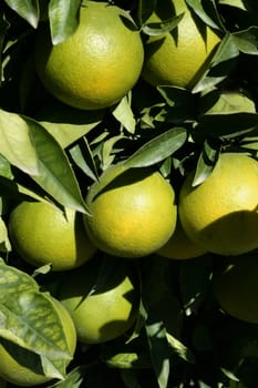 Orange trees in Spain with oranges growing in sunny mediterranean day