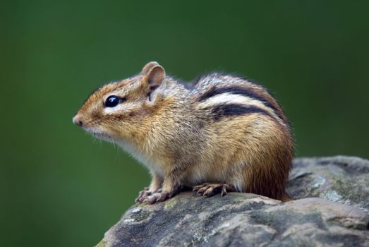 Closeup picture of an Eastern Chipmunk on a rock