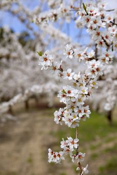White almond tree flowers on early Mediterranean spring