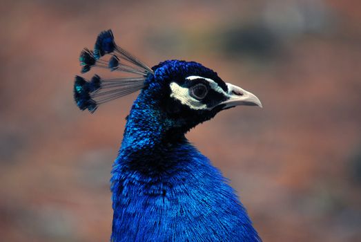 Closeup picture of a very colorful Indian Peafowl