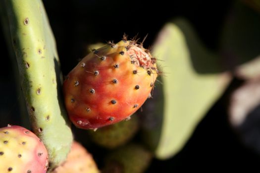 Nopal spiny orange fig fruits from Spain, chumbera