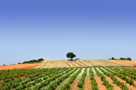 Grapefruit agriculture, green rows vineyard field in spain