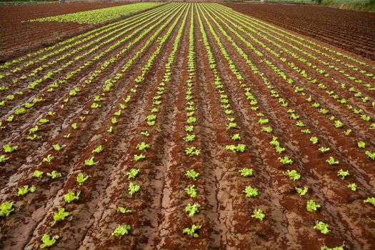 Baby lettuce sprouts on a red claiy soil, vegetable outbreaks