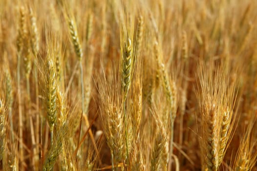 Beautiful golden wheat cereal yellow field