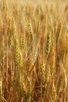 Beautiful golden wheat cereal yellow field