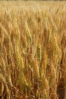 Beautiful golden wheat cereal yellow field