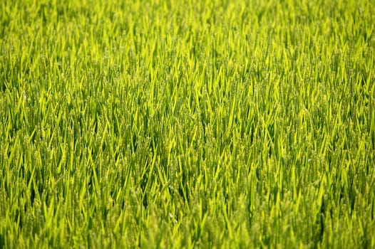 Rice cereal green fields in Spain on sunny day
