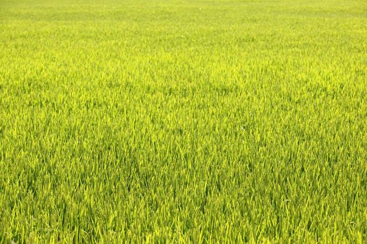 Rice cereal green fields in Spain on sunny day