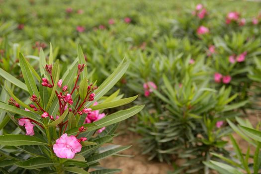 Oleander pink flower ornamental fields in Spain