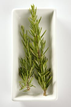 Rosemery aromatic plant in a white dish. Aromatic herbal green spice