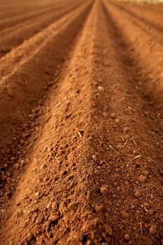 Ploughed red clay soil agriculture fields ready to sow