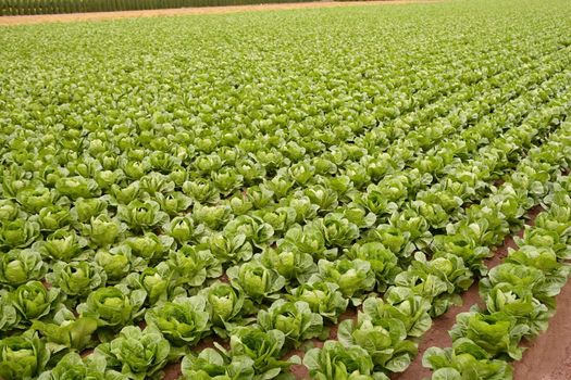 Cabbage fields in Spain, rows of vegetable food