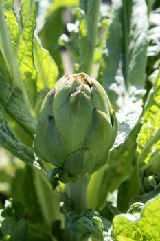 Artichoke fields in Spain, detail. Fieds in Mediterranean area.