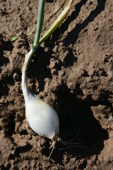 Agriculture in Spain, onion fields in sunny day. Detail of reaped onion over floor