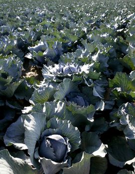 Agriculture in Spain, cabbage cultivation fields in Valencia area