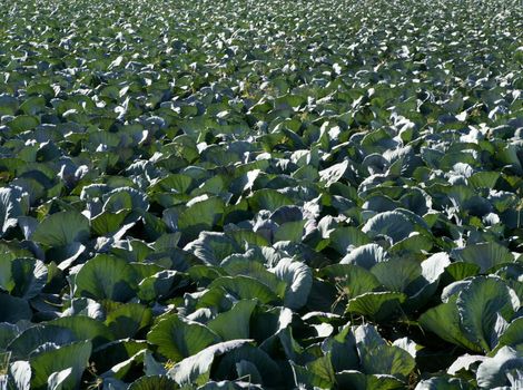 Agriculture in Spain, cabbage cultivation fields in Valencia area