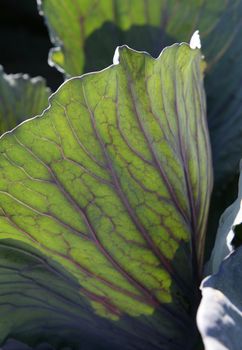 Agriculture in Spain, cabbage cultivation fields in Valencia area. Green leaf macro detail