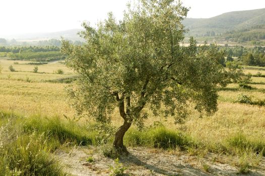 Olive tree field in Spain on a sunny day