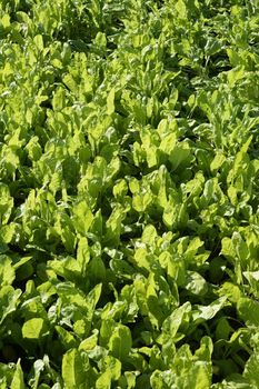 Chard vegetables field, green vivid countryside in Spain