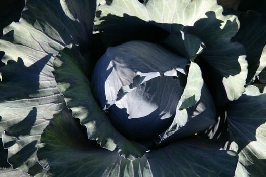 Agriculture in Spain, cabbage cultivation fields in Valencia area