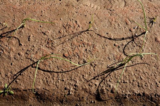 Agriculture in Spain, onion fields in sunny day. Growing outbreaks