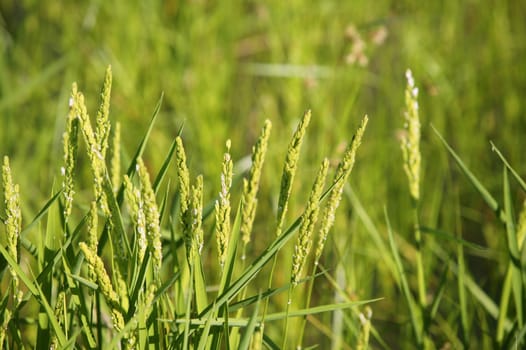 Rice cereal green fields in Spain on sunny day