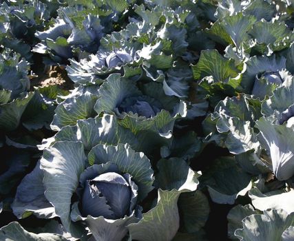 Agriculture in Spain, cabbage cultivation fields in Valencia area