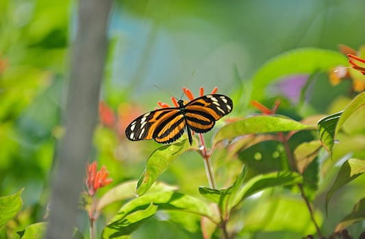 Orange and black striped butterfly in natural environment.