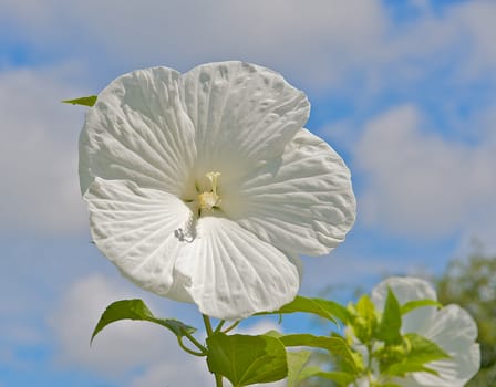 White Hibiscus in full bloom with beautiful blue, cloud filled sky as a background.