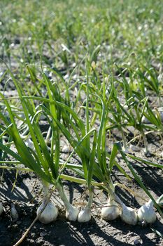 Agriculture in Spain, onion fields in sunny day