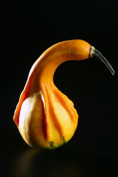 Orange yellow little halloween pumpkin isolated on black background