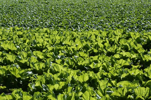 lettuce fields in green vivid color. Spain, Mediterranean lands