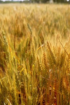 Beautiful golden wheat cereal yellow field